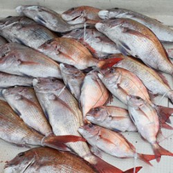 松本釣船２ 釣果