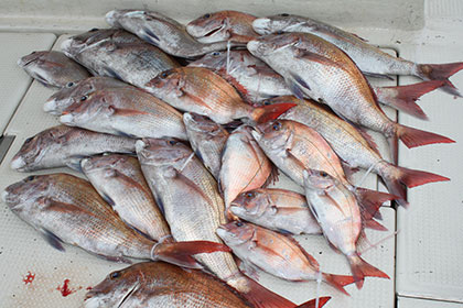 松本釣船２ 釣果