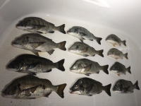 オーシャンマスター 釣果