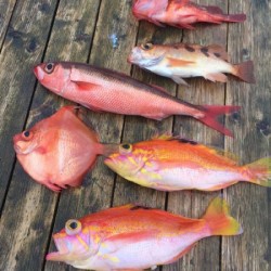 ゲームフィッシング バレントン 釣果