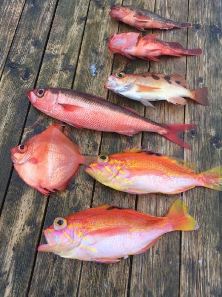 ゲームフィッシング バレントン 釣果