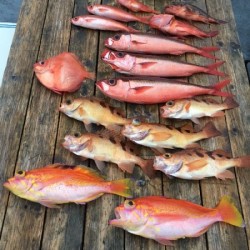 ゲームフィッシング バレントン 釣果