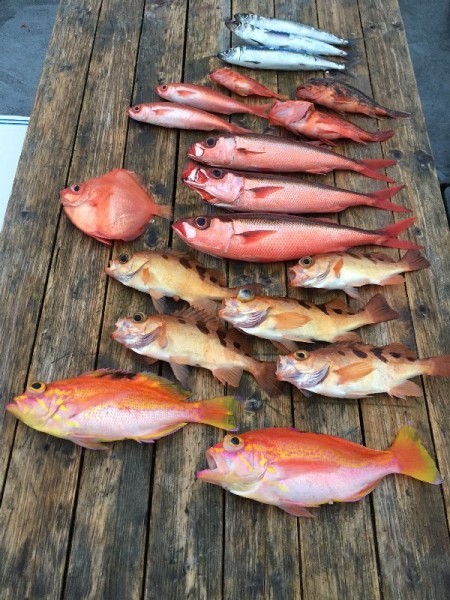 ゲームフィッシング バレントン 釣果