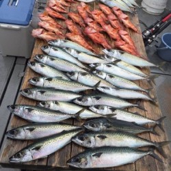 ゲームフィッシング バレントン 釣果