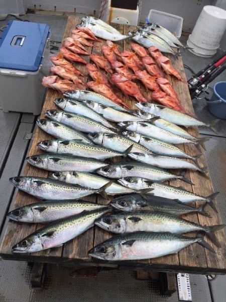 ゲームフィッシング バレントン 釣果