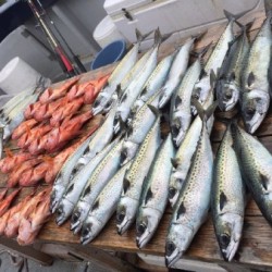 ゲームフィッシング バレントン 釣果