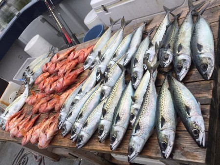 ゲームフィッシング バレントン 釣果