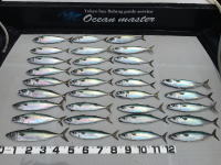 オーシャンマスター 釣果