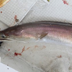 松本釣船２ 釣果