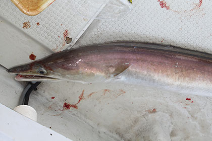 松本釣船２ 釣果