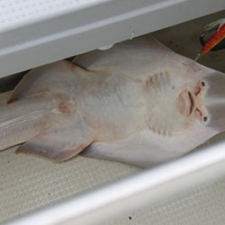 松本釣船２ 釣果