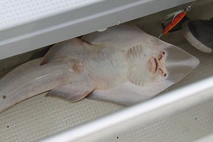 松本釣船２ 釣果