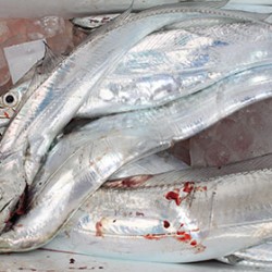 松本釣船２ 釣果