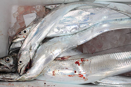 松本釣船２ 釣果