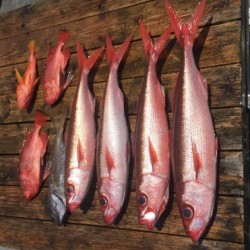 ゲームフィッシング バレントン 釣果