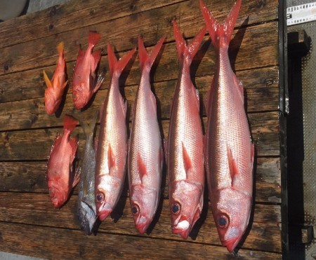 ゲームフィッシング バレントン 釣果