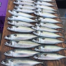 ゲームフィッシング バレントン 釣果