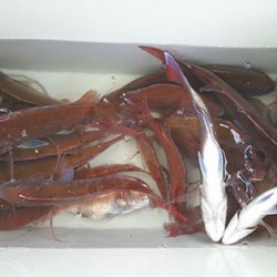 松本釣船２ 釣果