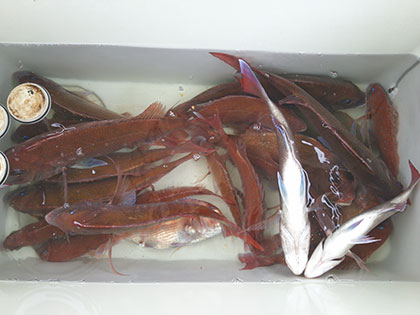 松本釣船２ 釣果