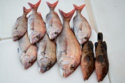 Marine T Design　マリンティーデザイン 釣果