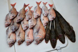 Marine T Design　マリンティーデザイン 釣果