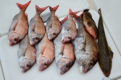 Marine T Design　マリンティーデザイン 釣果