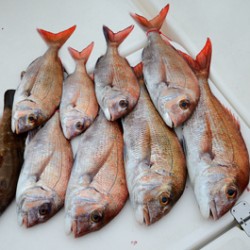 Marine T Design　マリンティーデザイン 釣果