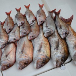 Marine T Design　マリンティーデザイン 釣果