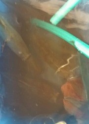 ディープ オーシャン 釣果