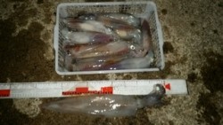 ディープ オーシャン 釣果