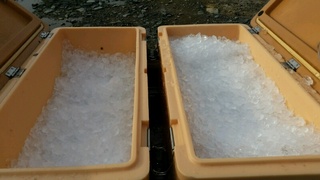 ディープ オーシャン 釣果