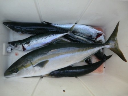 ＢＩＧ－ＯＮＥ 釣果