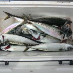 ＢＩＧ－ＯＮＥ 釣果