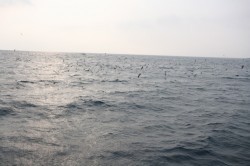 オーシャンズ 釣果