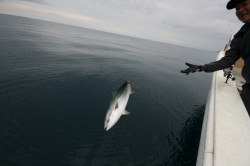 オーシャンズ 釣果