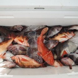 ワープゾーン 釣果