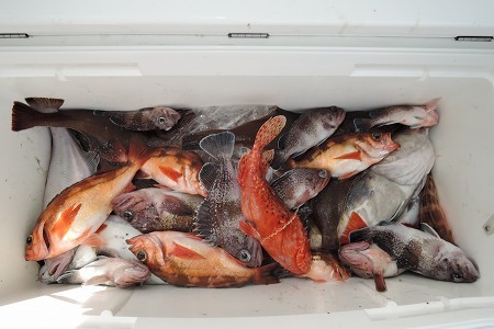 ワープゾーン 釣果