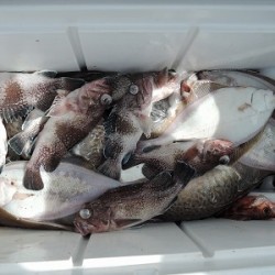 ワープゾーン 釣果