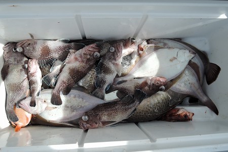 ワープゾーン 釣果