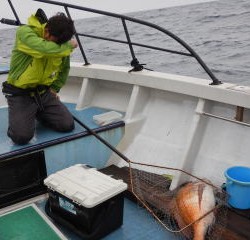 なぎさ丸 釣果