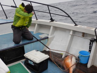 なぎさ丸 釣果