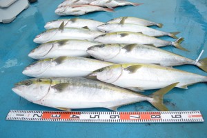 アジアマリンサービス 釣果