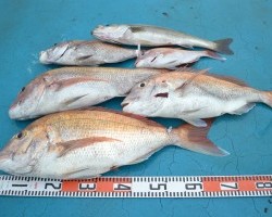 アジアマリンサービス 釣果