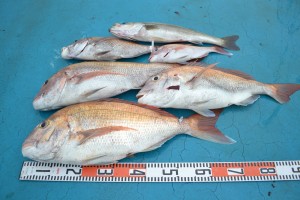 アジアマリンサービス 釣果