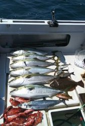 さぶろう丸 釣果