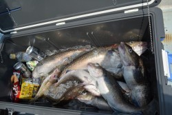 ハピネスⅡ 釣果