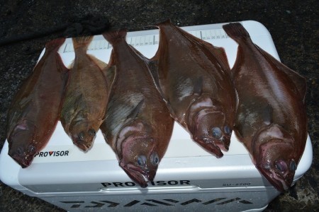 ハピネスⅡ 釣果