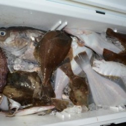 ハピネスⅡ 釣果