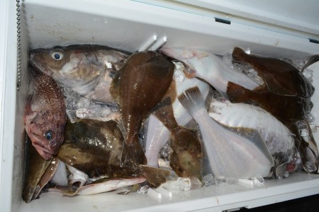 ハピネスⅡ 釣果