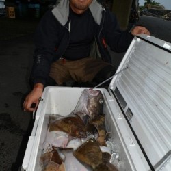 ハピネスⅡ 釣果